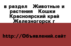  в раздел : Животные и растения » Кошки . Красноярский край,Железногорск г.